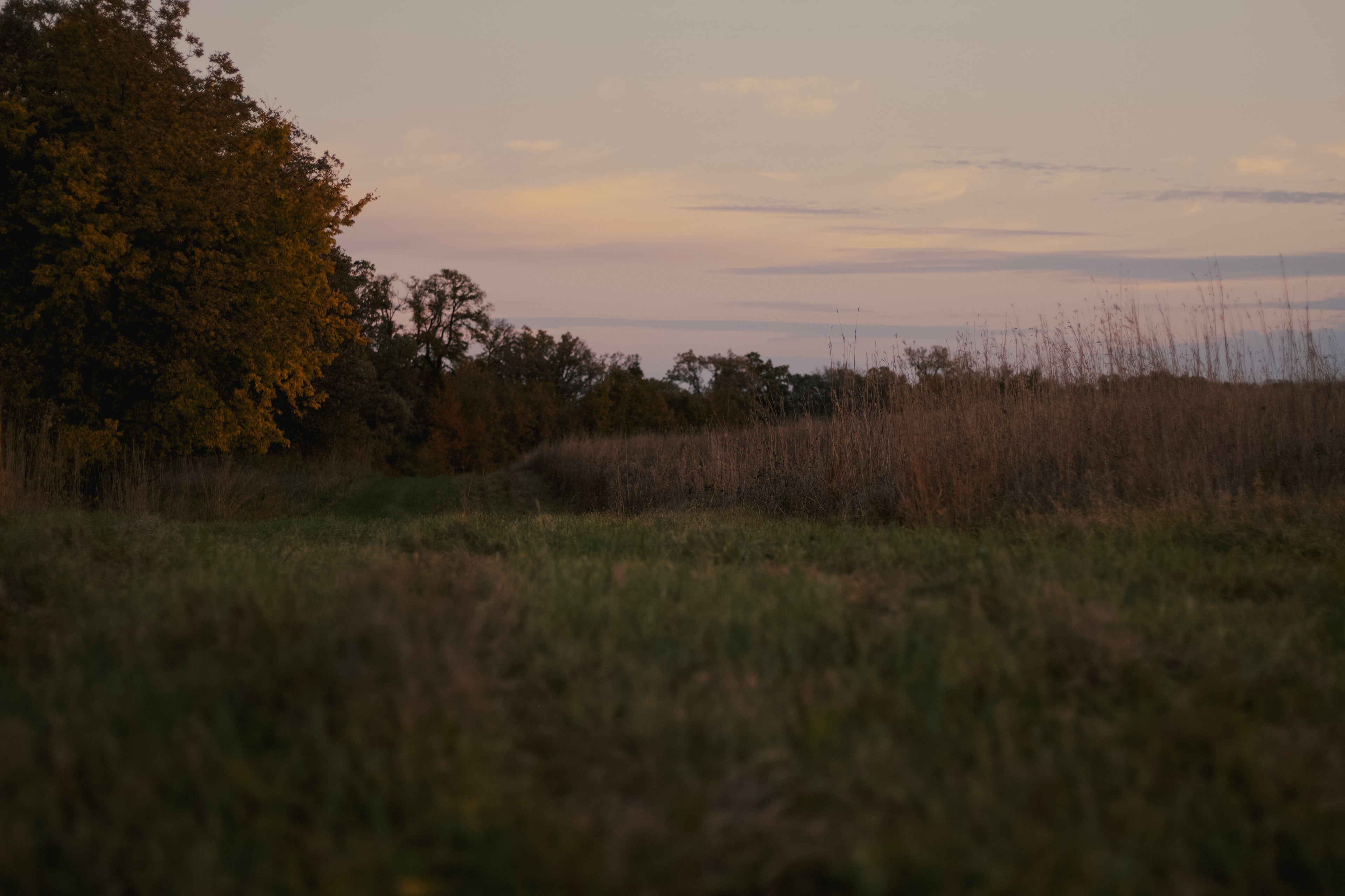 A mown path through a meadow at dusk, tall grass and a tree line under a soft pink sky
