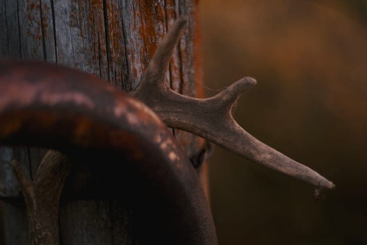 A deer antler hung beside a rusty iron ring on a weathered post