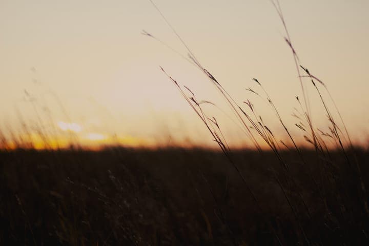 Seed heads of tall grass silhouetted against a low sunset