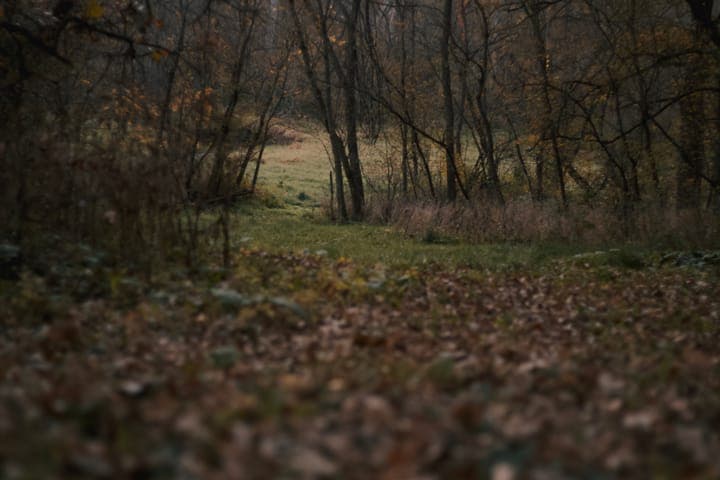 A leaf-covered path leading into bare autumn woods