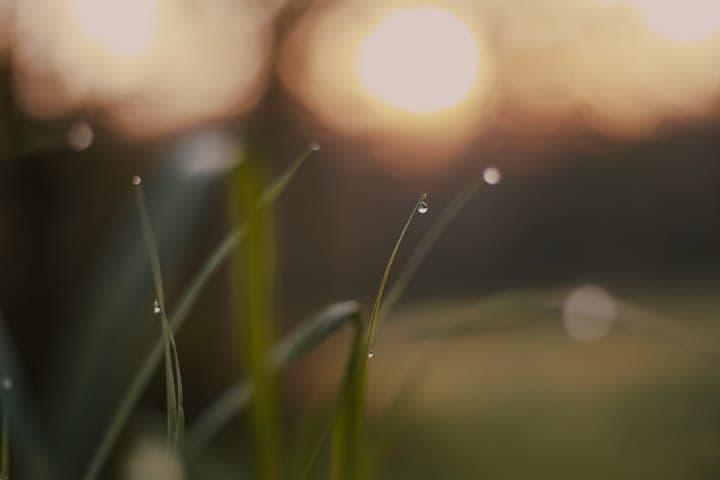 Dew on blades of grass against the low sun