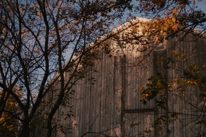 A weathered gray barn seen through autumn branches