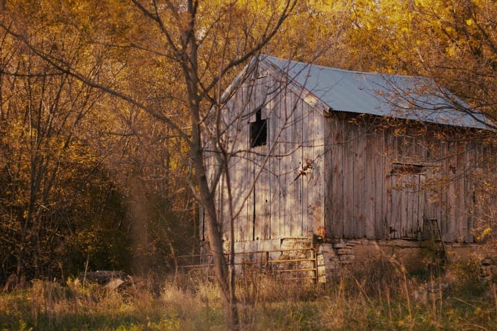 A weathered barn with a tin roof among autumn trees