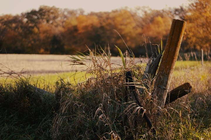 An old fence post leaning in tall grass at the edge of a field, autumn trees behind