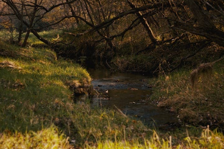 A small creek winding between grassy banks under overhanging branches