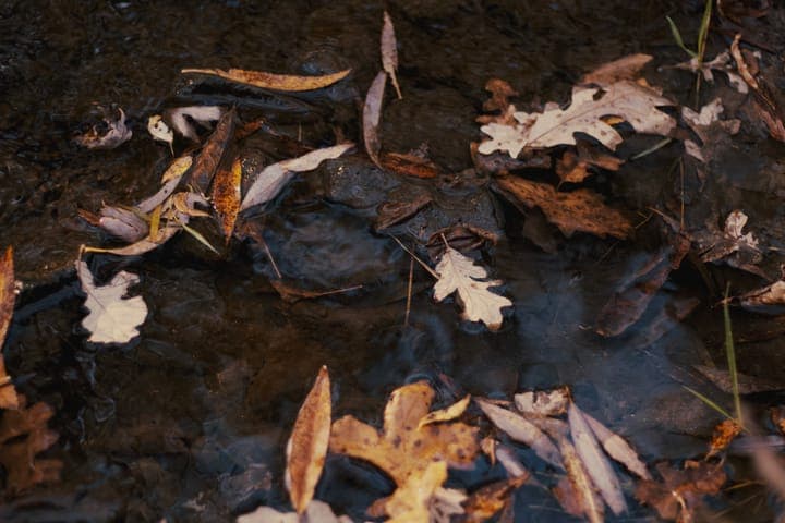 Fallen oak leaves floating on dark creek water