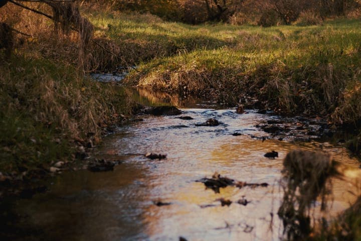 A shallow creek reflecting golden evening light